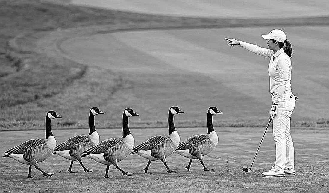 Thế hệ mới của golf Mỹ: Khi những cái tên được hát vang từ khán đài